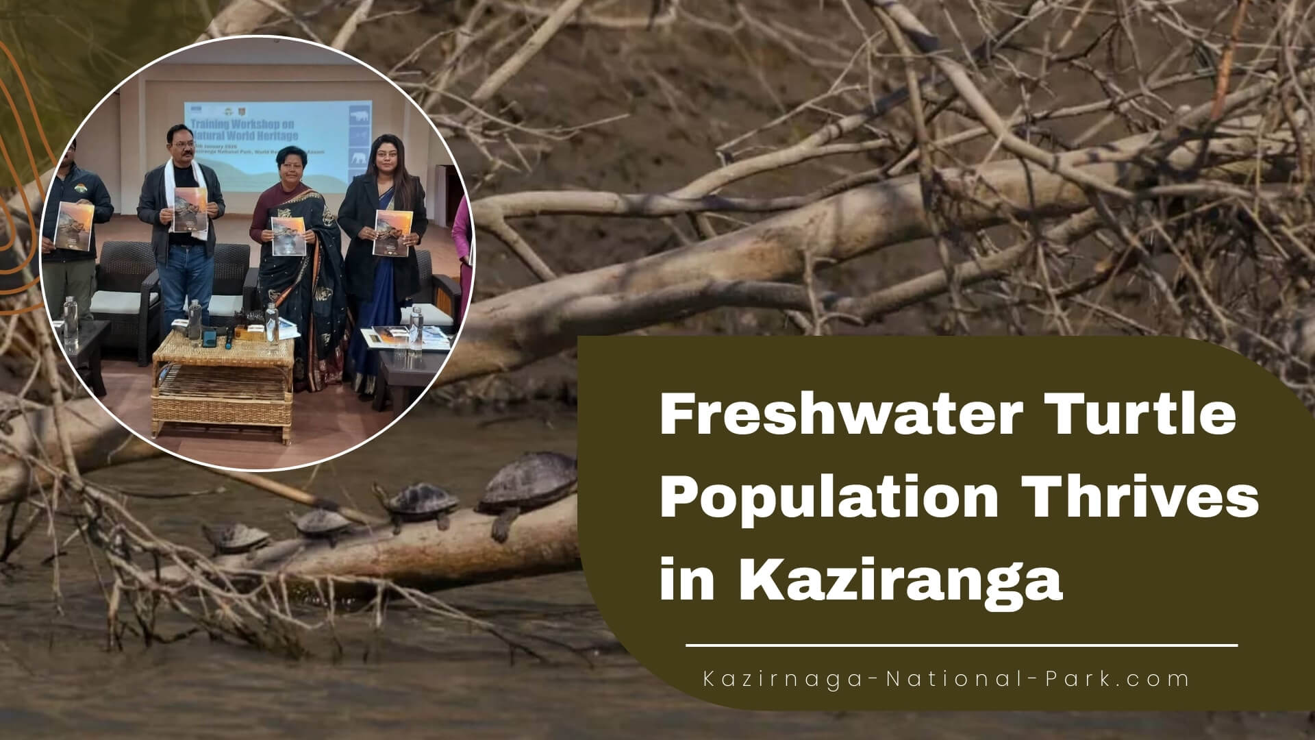 Freshwater Turtle Population Thrives in Kaziranga