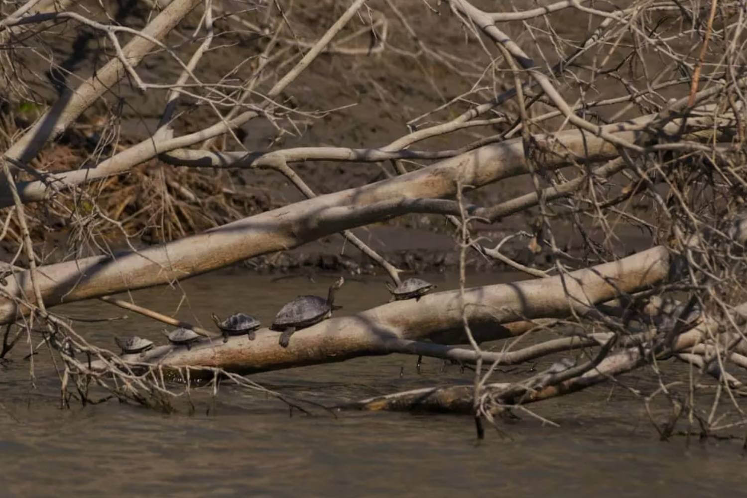 Freshwater Turtle Population in Kaziranga