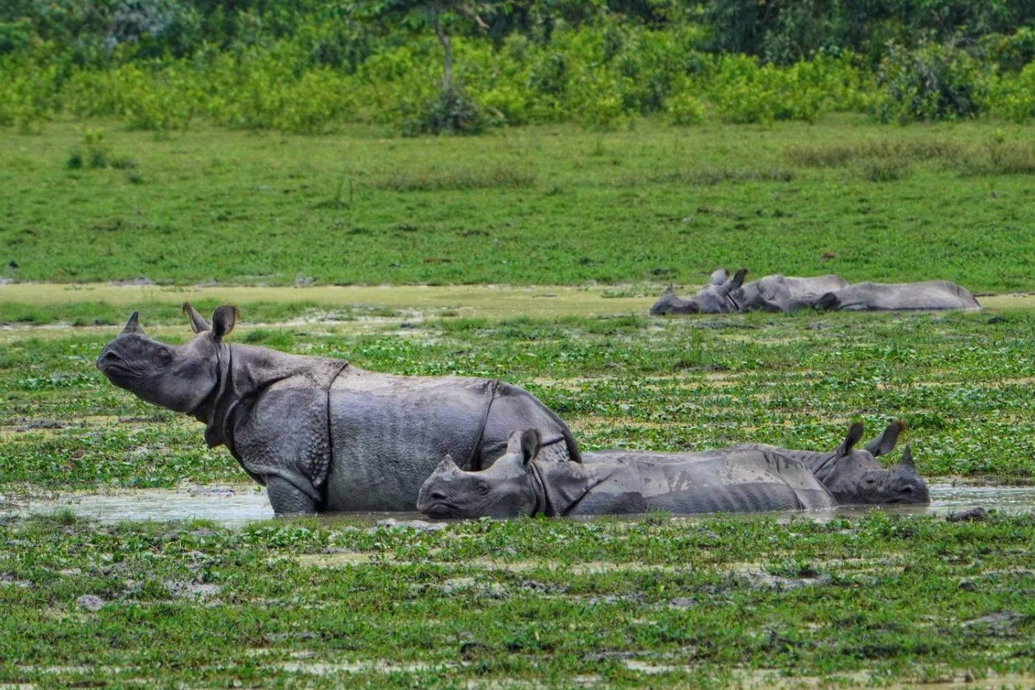 Kaziranga National Park Assam