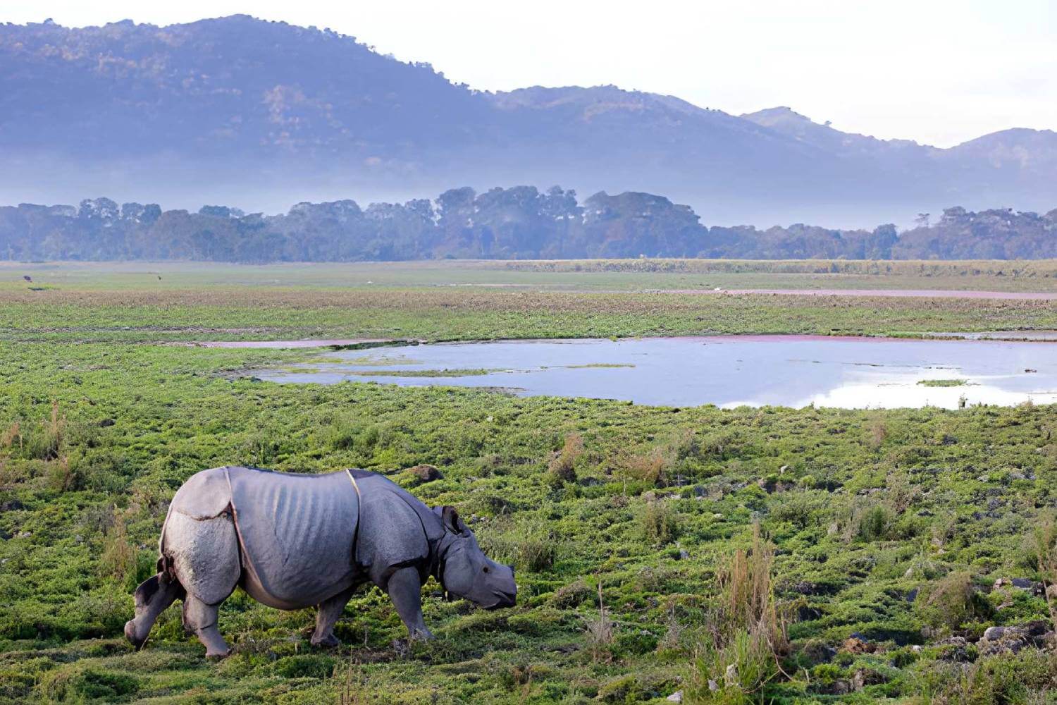 Foreign Tourist Footfall Reaches All-Time High at Kaziranga National Park