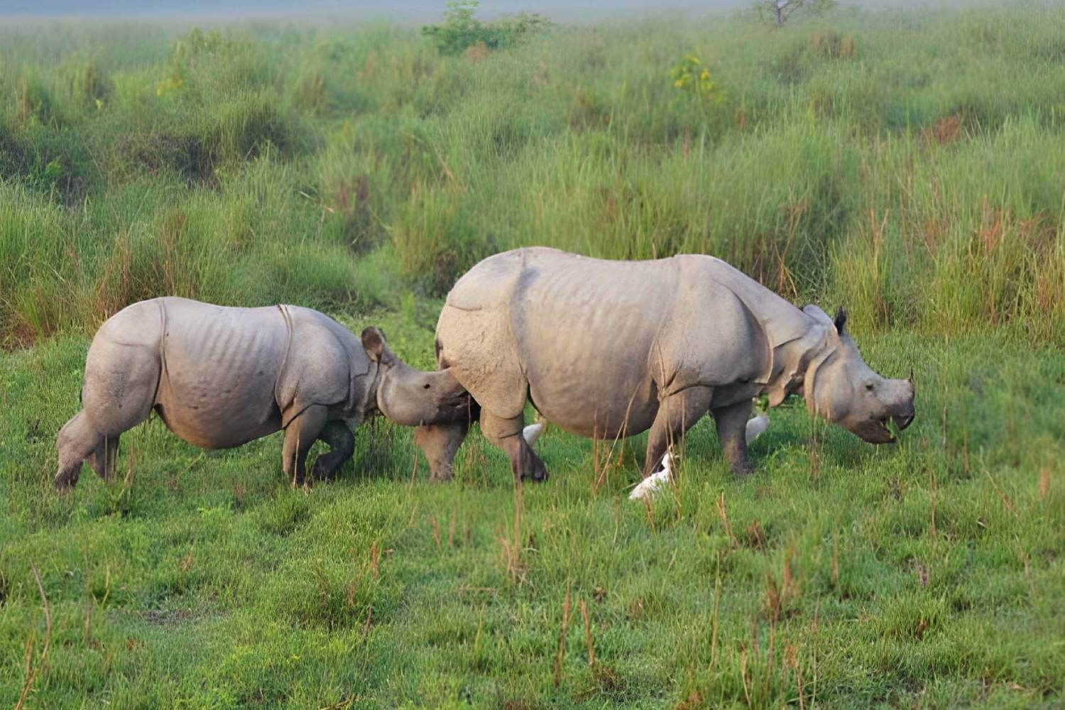 Kaziranga Rhino- Kaziranga Tourism