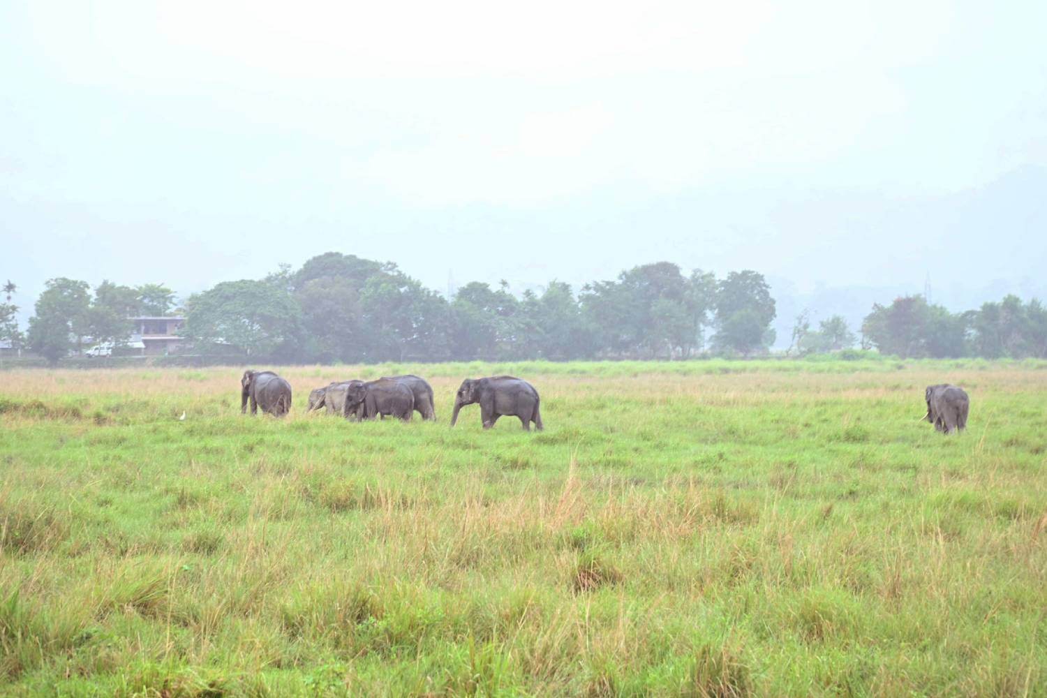 Kaziranga Wildlife Sanctuary Assam