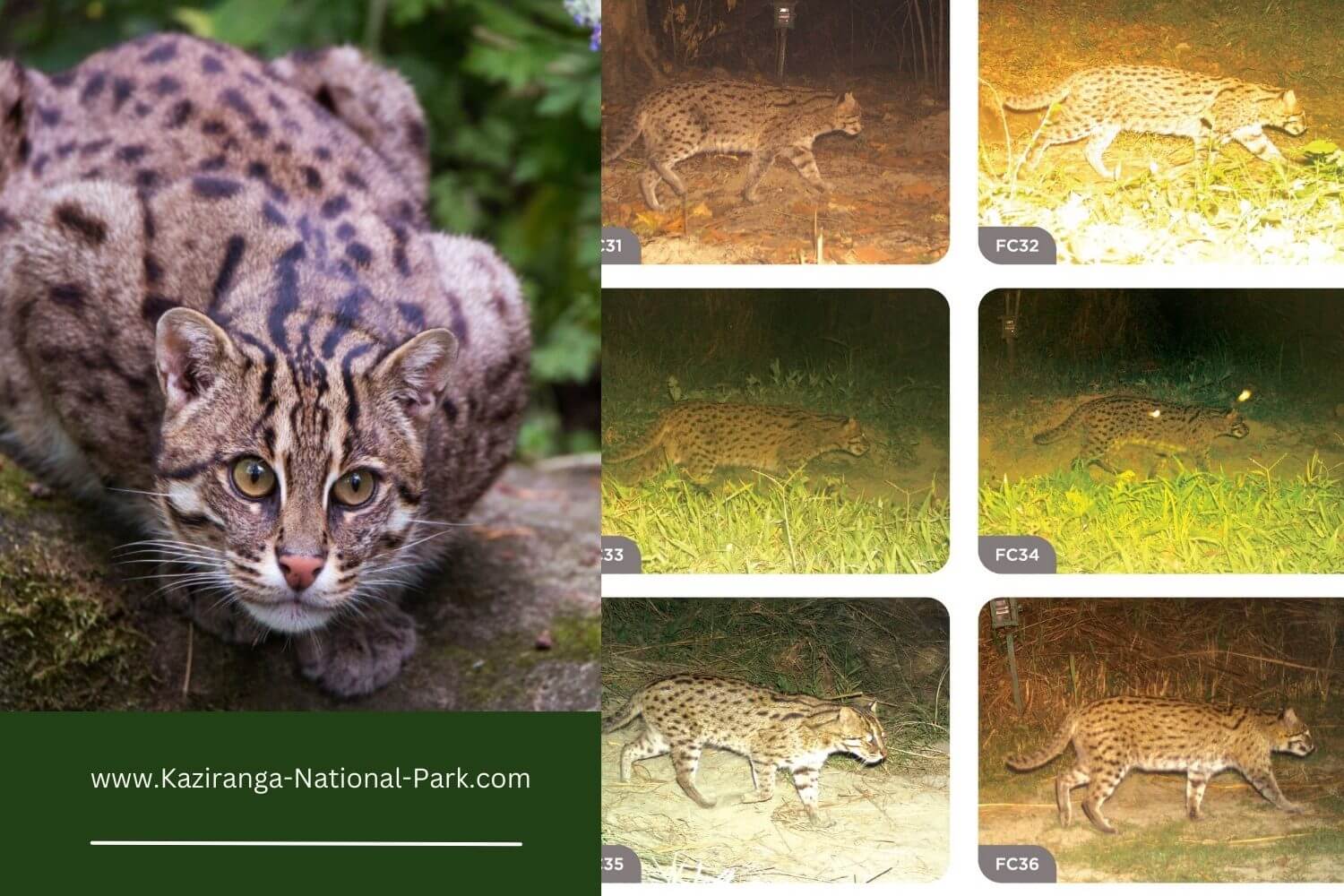 Cat Fish Survey in Kaziranga National Park