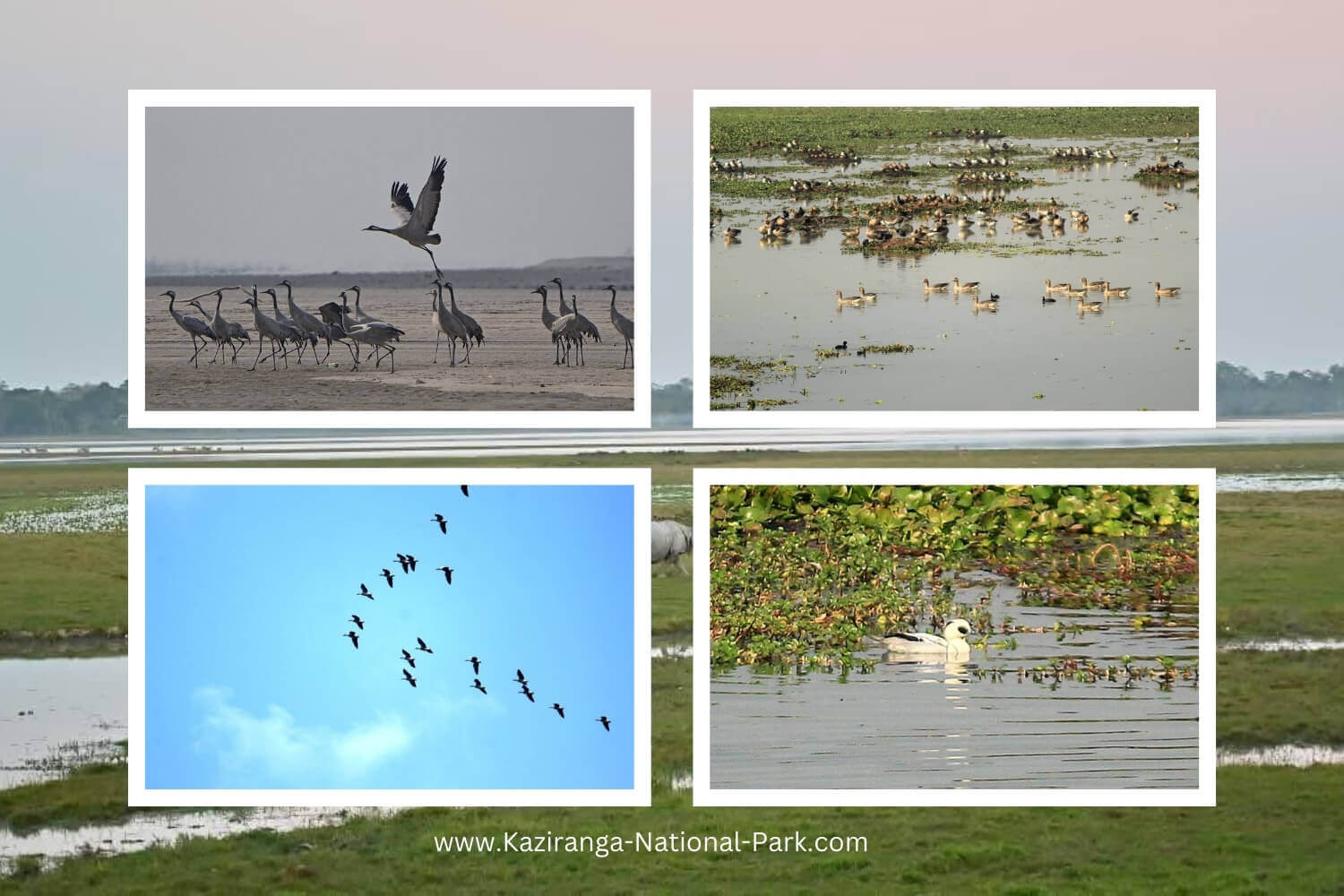 Migratory Birds in Kaziranga National Park