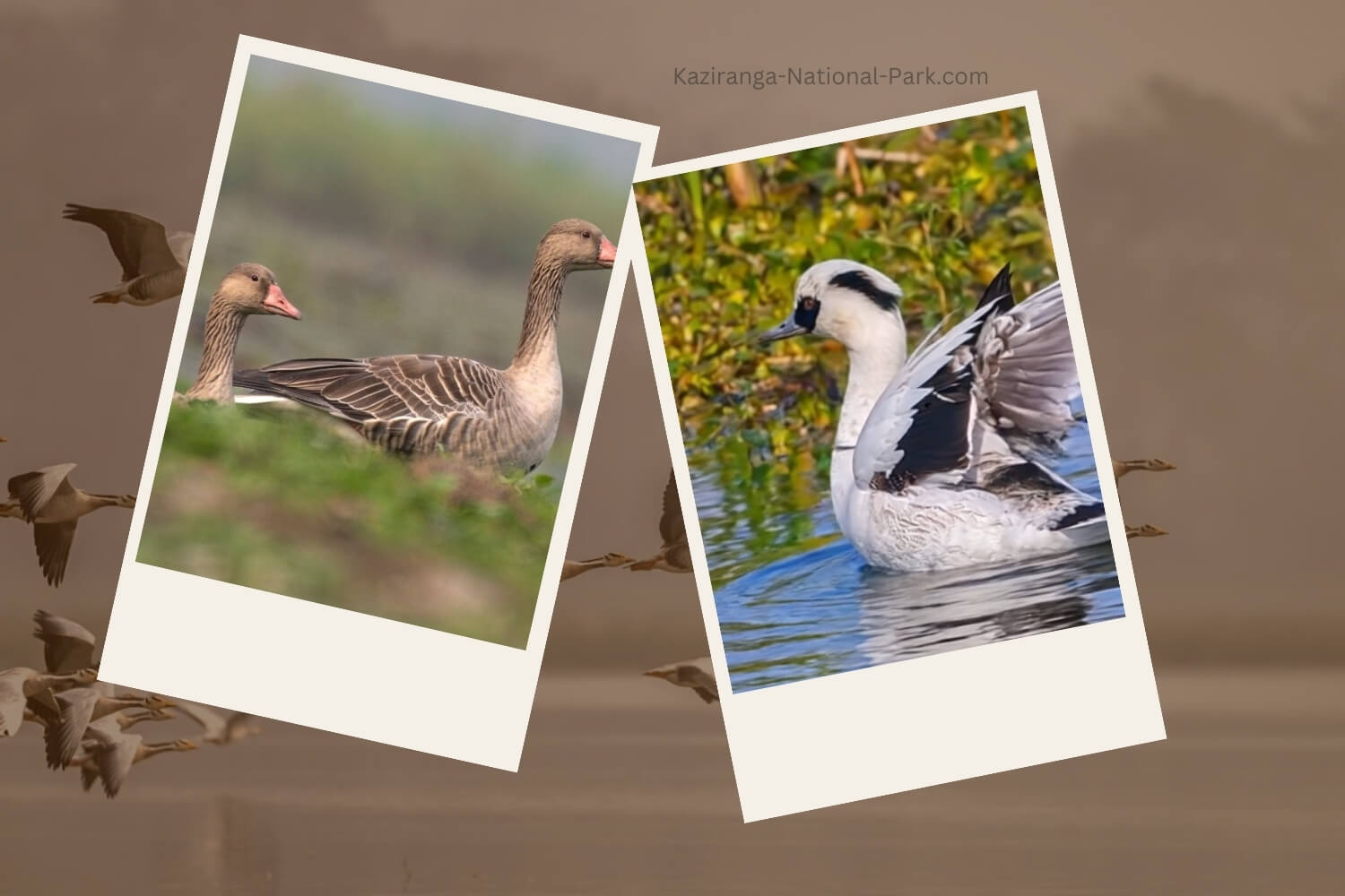Kaziranga 7th Waterbird Count: 105,540 Birds of 107 Species Recorded