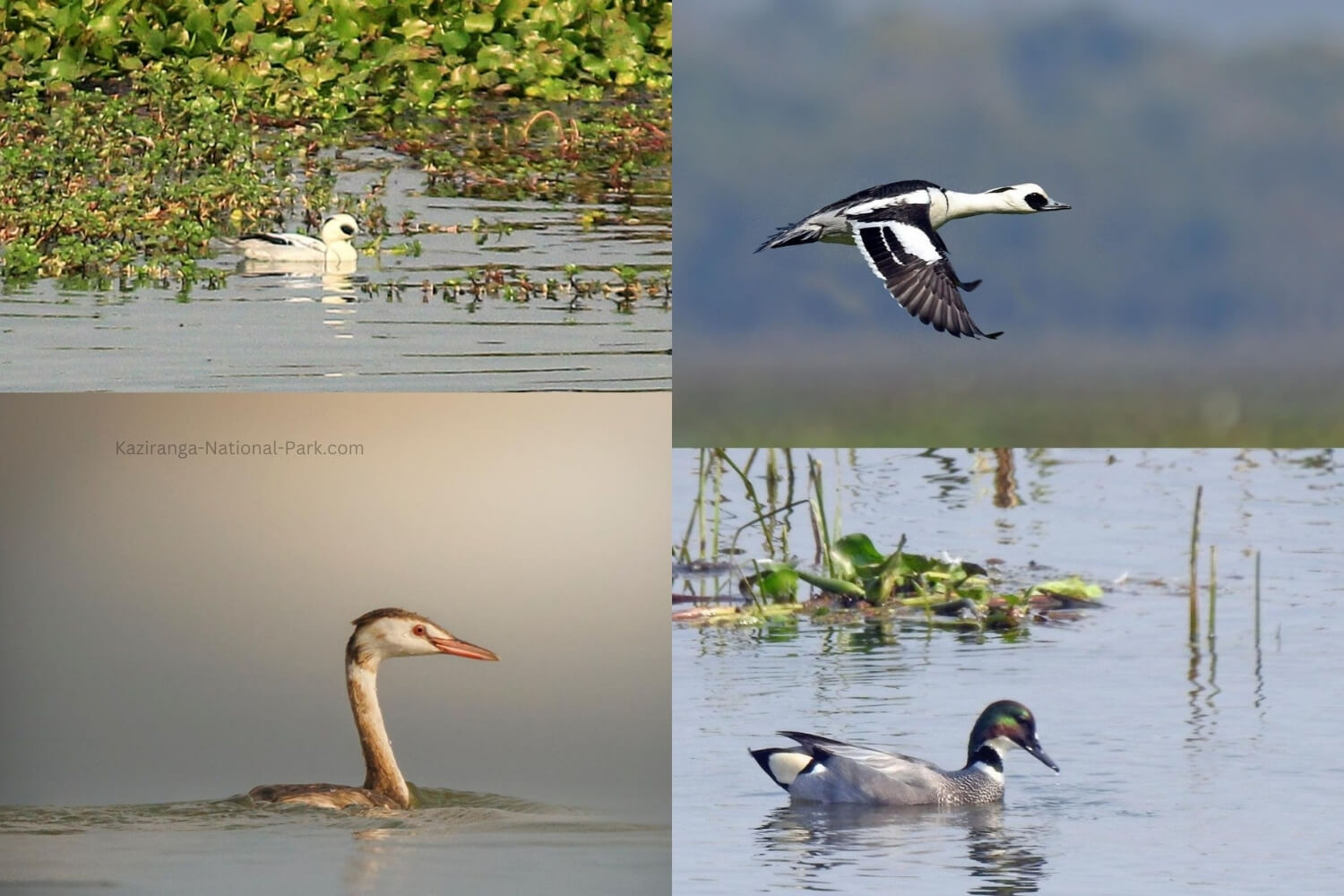 Kaziranga 7th Waterbird Count: 105,540 Birds of 107 Species Recorded