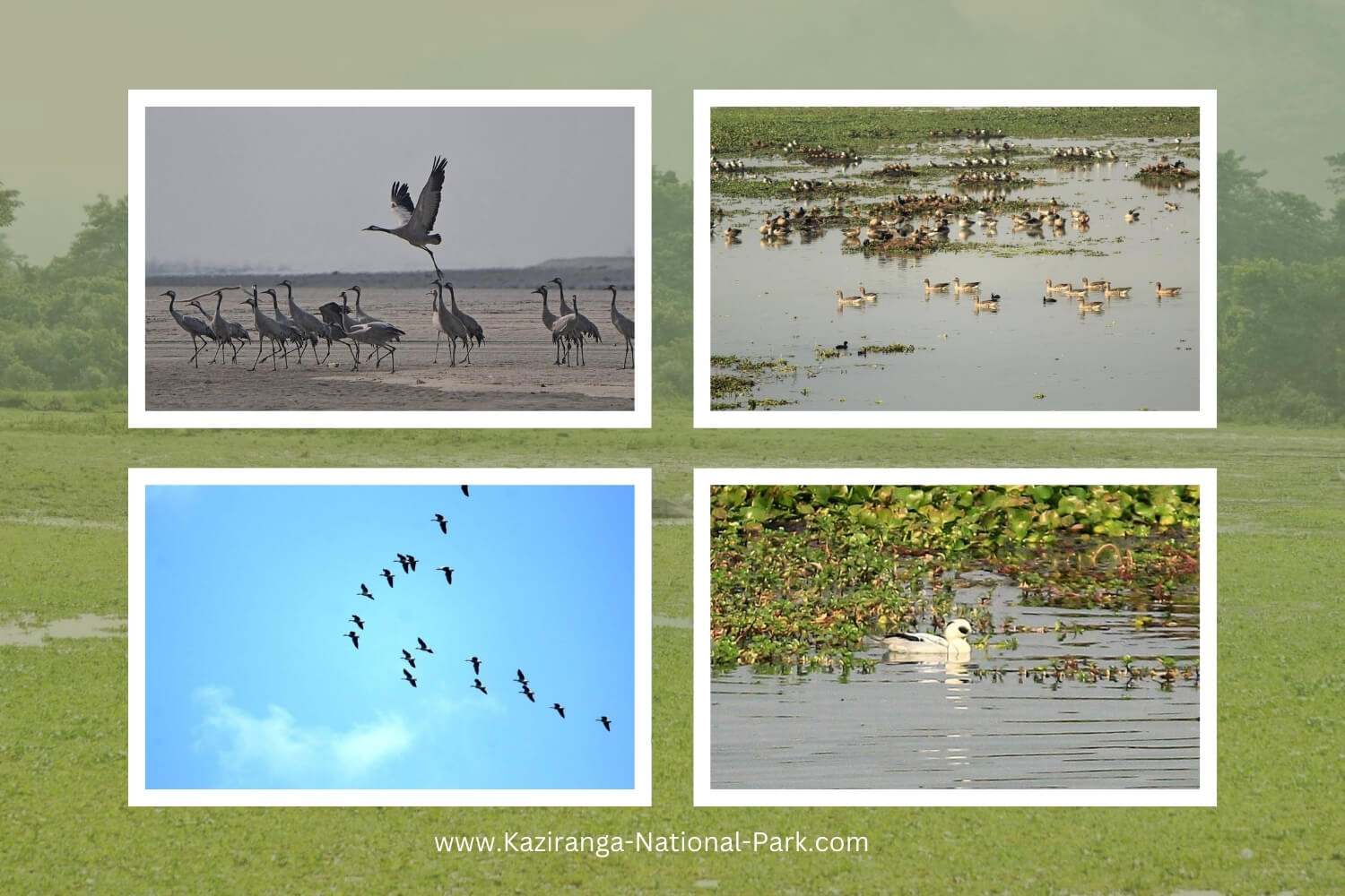 Kaziranga 7th Waterbird Count: 105,540 Birds of 107 Species Recorded