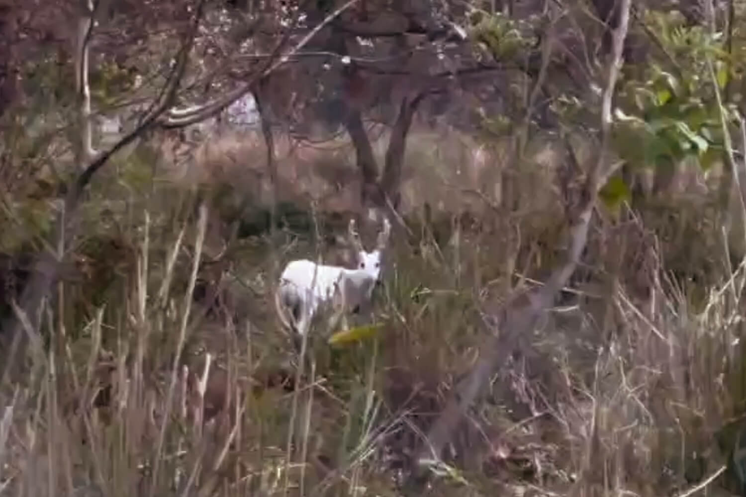 Rare Albino Hog Deer Spotted in Kaziranga National Park