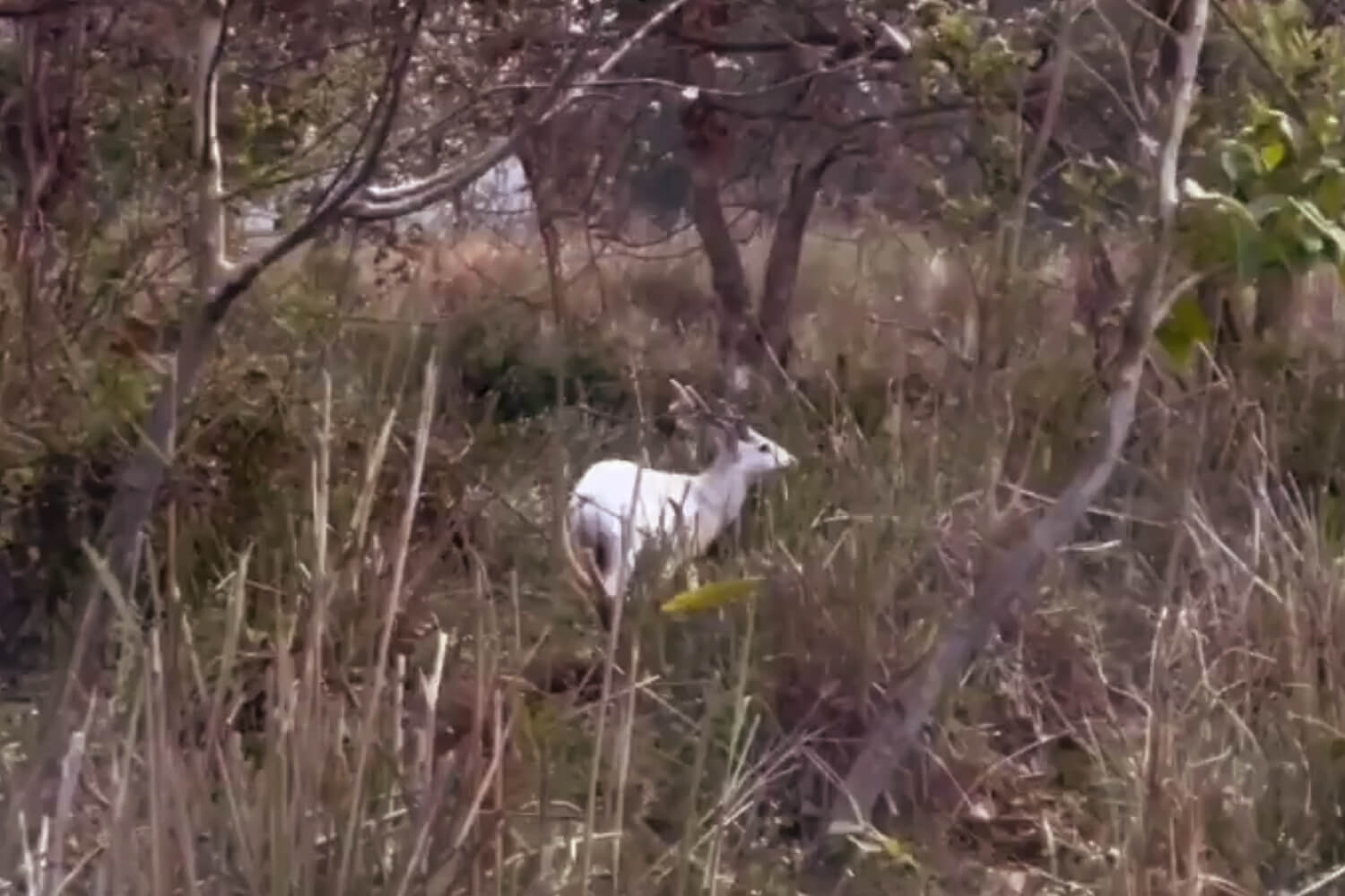 Rare Albino Hog Deer Spotted in Kaziranga National Park
