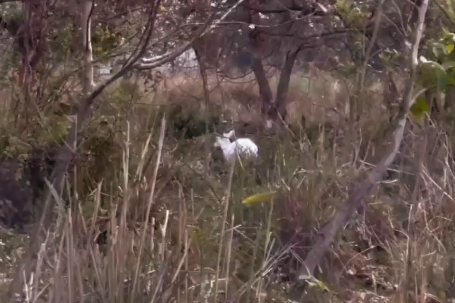 Rare Albino Hog Deer Spotted in Kaziranga National Park