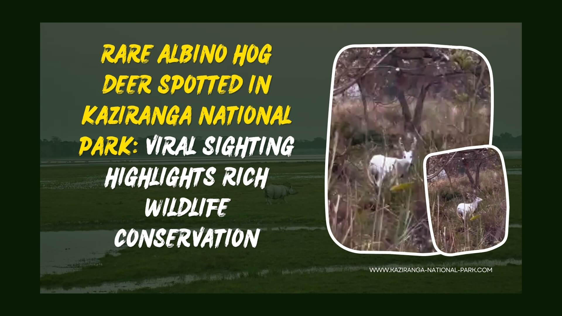 Rare Albino Hog Deer Spotted in Kaziranga National Park