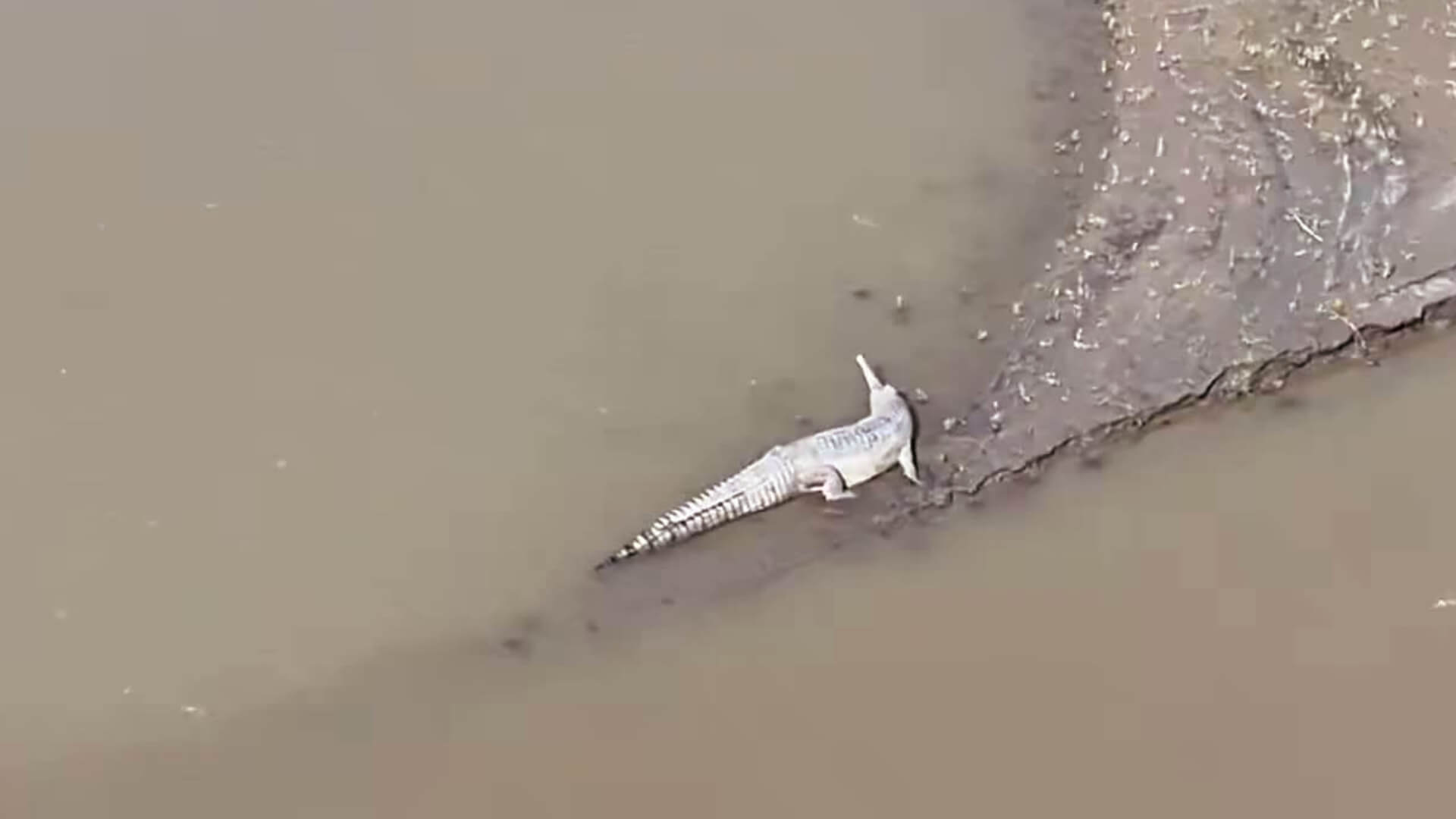 Endangered Gharial Spotted in Kaziranga National Park Assam
