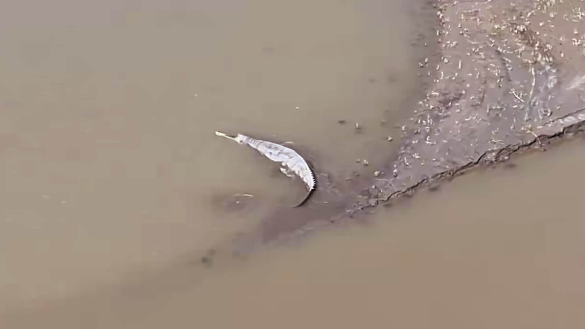 Endangered Gharial Spotted in Kaziranga National Park