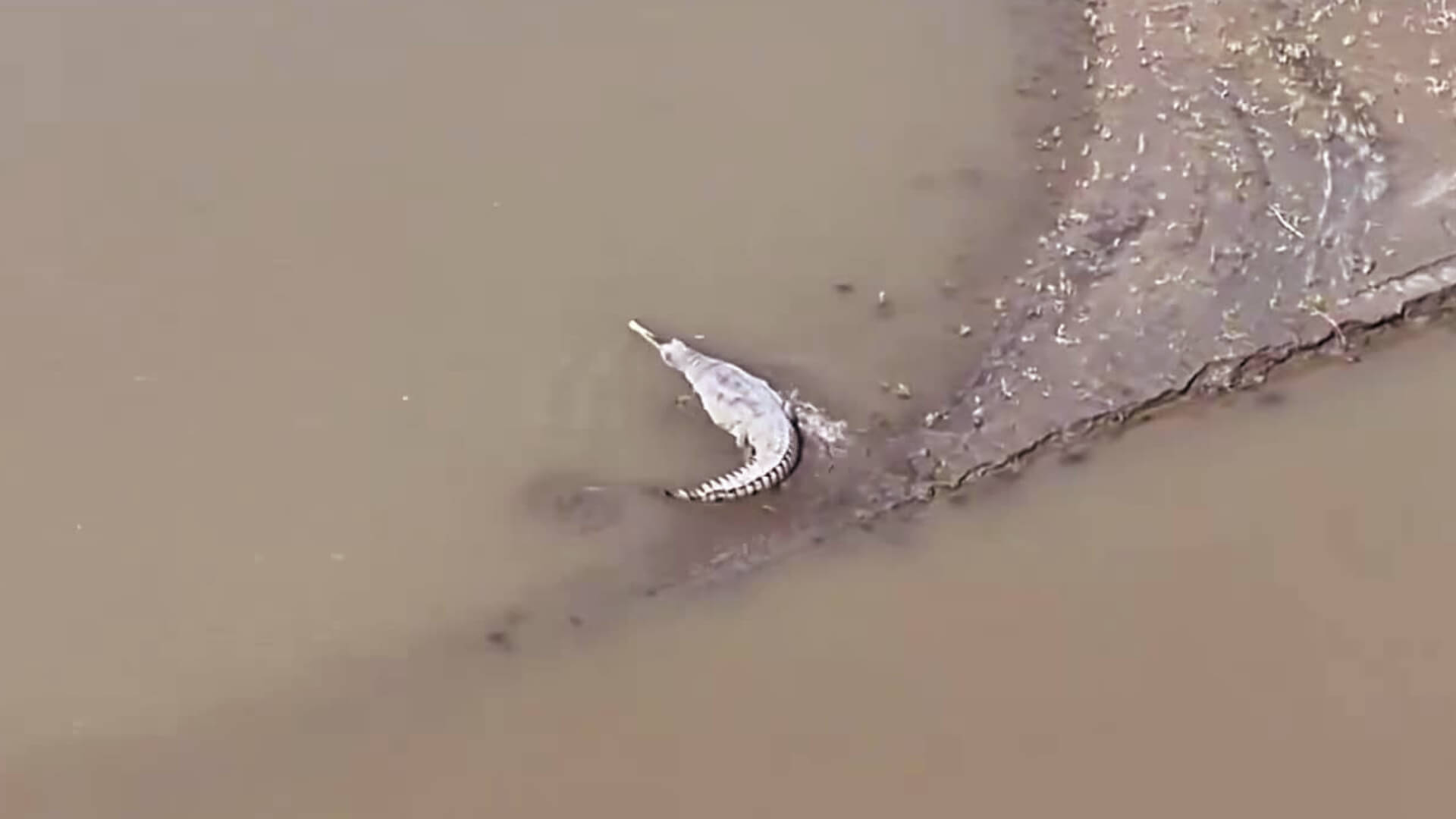 Endangered Gharial spotted in Assam's Kaziranga
