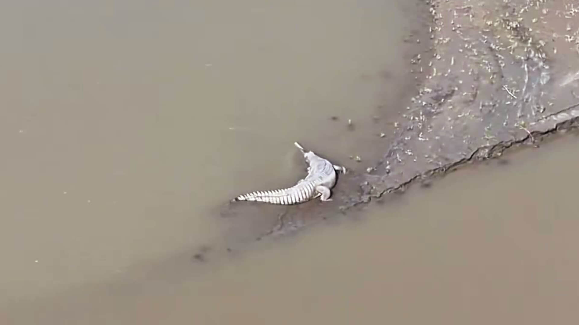 Endangered Gharial spotted in Kaziranga National Park in Assam