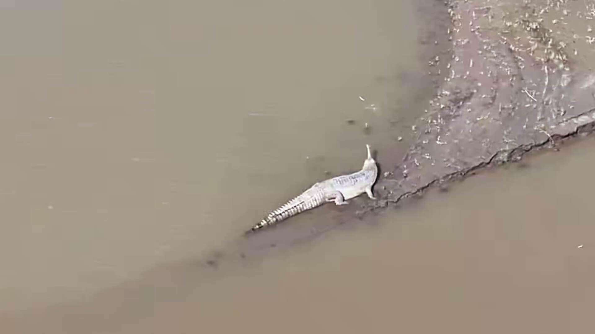 Endangered Gharial spotted in Kaziranga