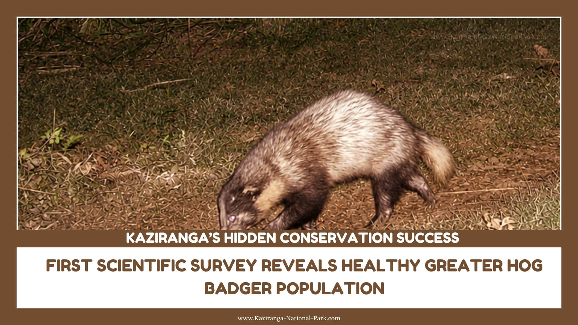 Greater Hog Badger Population Kaziranga