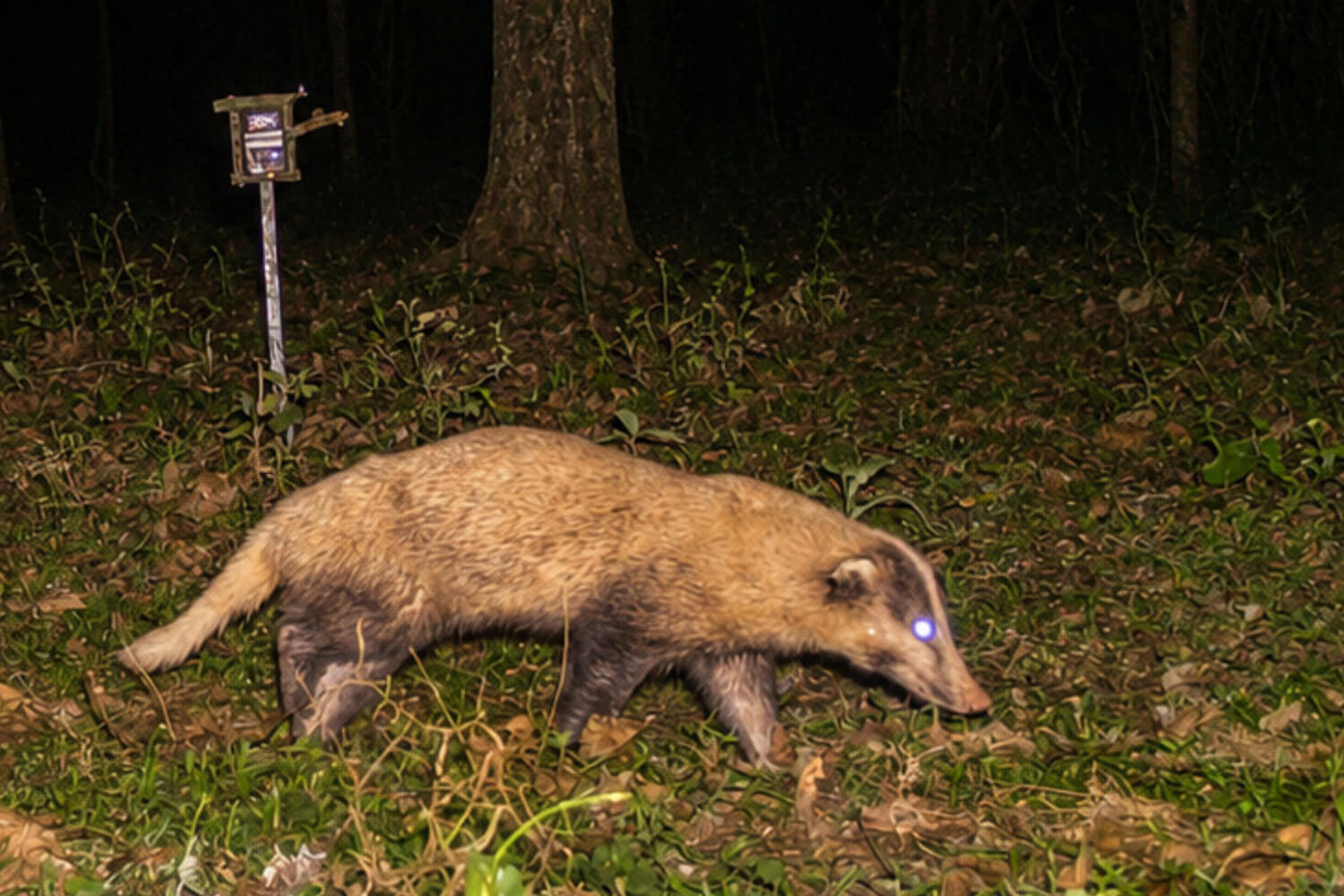 Greater Hog Badger Population in Kaziranga