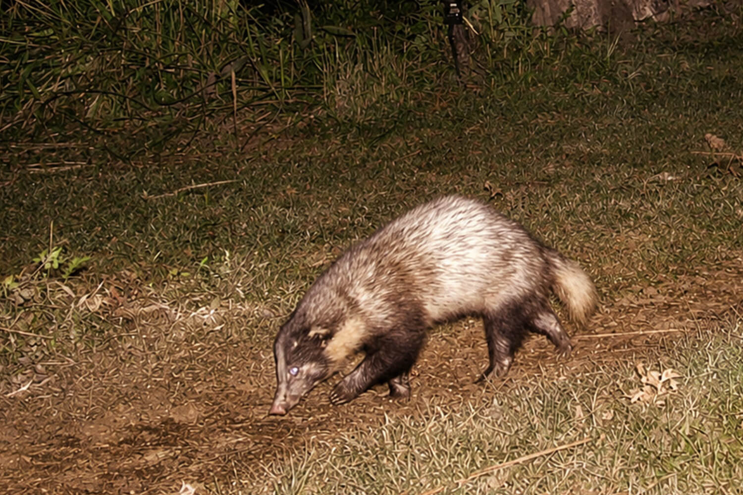 Greater Hog Badger