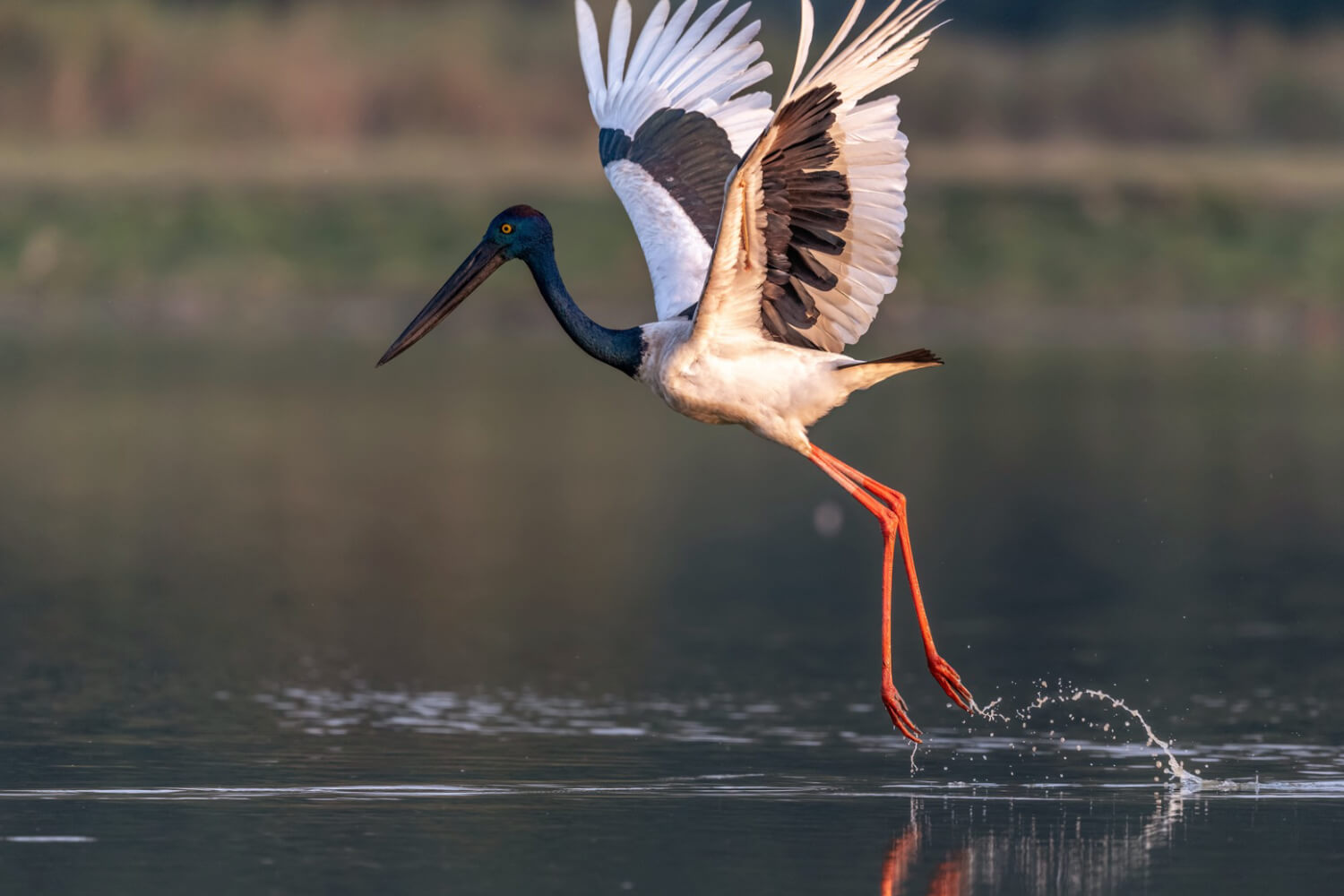 Kaziranga Emerges as a Haven for Rare Vultures, Eagles and Storks
