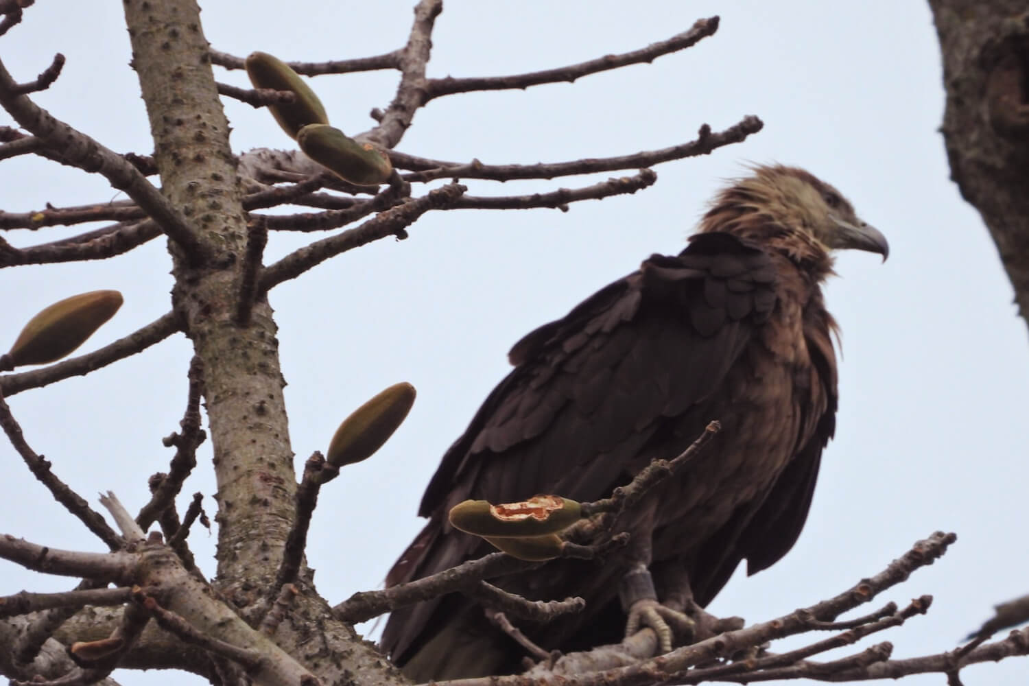 Kaziranga Park Emerges as a Haven for Rare Vultures, Eagles and Storks