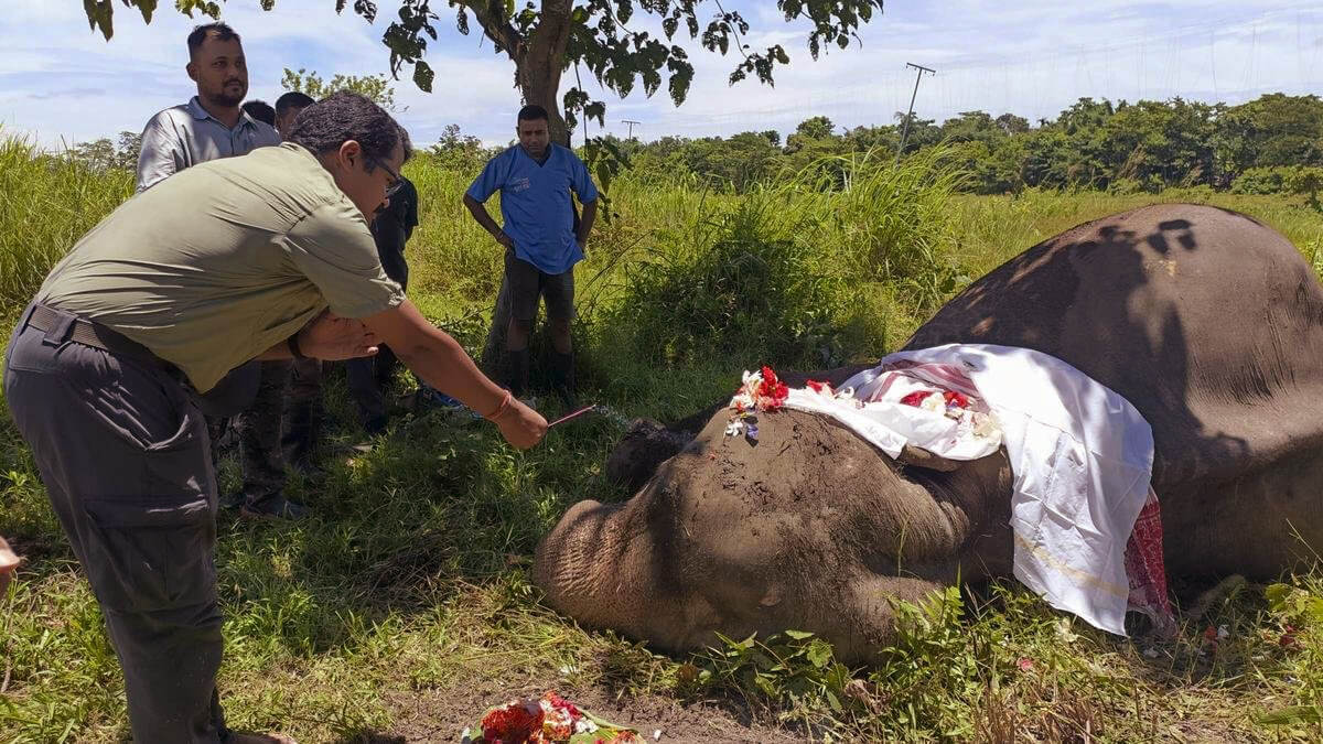 Kaziranga Bids Farewell to Joymala -The Legendary Patrol Elephant