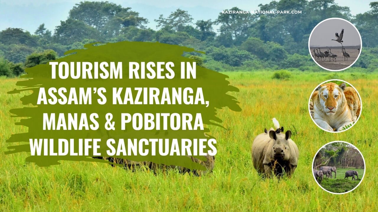 Tourism Rises in Assam