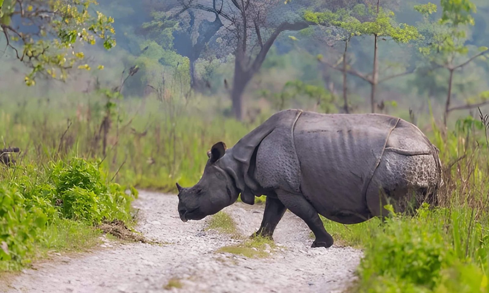 Tourism Rises in Assam’s Kaziranga, Manas & Pobitora Wildlife Sanctuaries