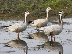 birding-in-tinsukia