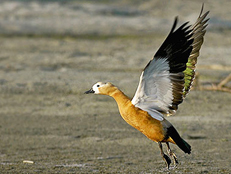 dibru-saikhowa-national-park