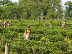 dibrugarh-tea-plantation