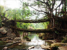 double-decker-livng-root-bridge