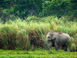 Wildlife in Kaziranga National Park, Assam India
