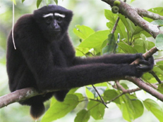 Gibbons at Kaziranga | Hoolock Gibbons in India