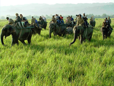 kaziranga-elephant-safari