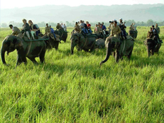 kaziranga rhino tour