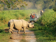 kaziranga rhino tour