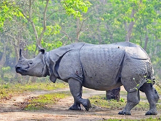 kaziranga-rhino