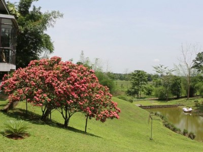 Landmark Woods, Kaziranga