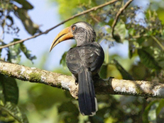 namdapha-national-park