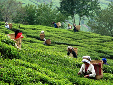 tea-gardens-tejpur