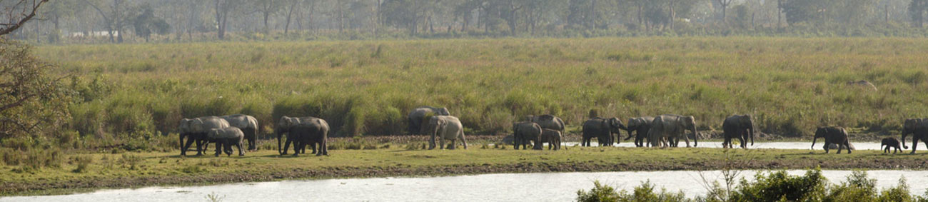 Wildlife in Kaziranga National Park, Assam India
