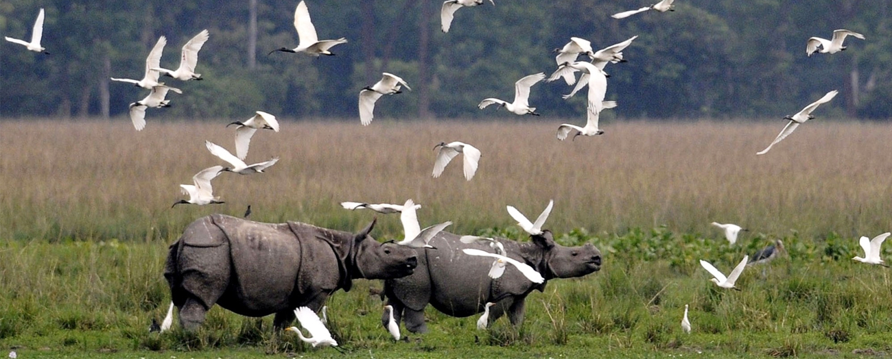 Kaziranga National Park - UNESCO World Heritage Centre