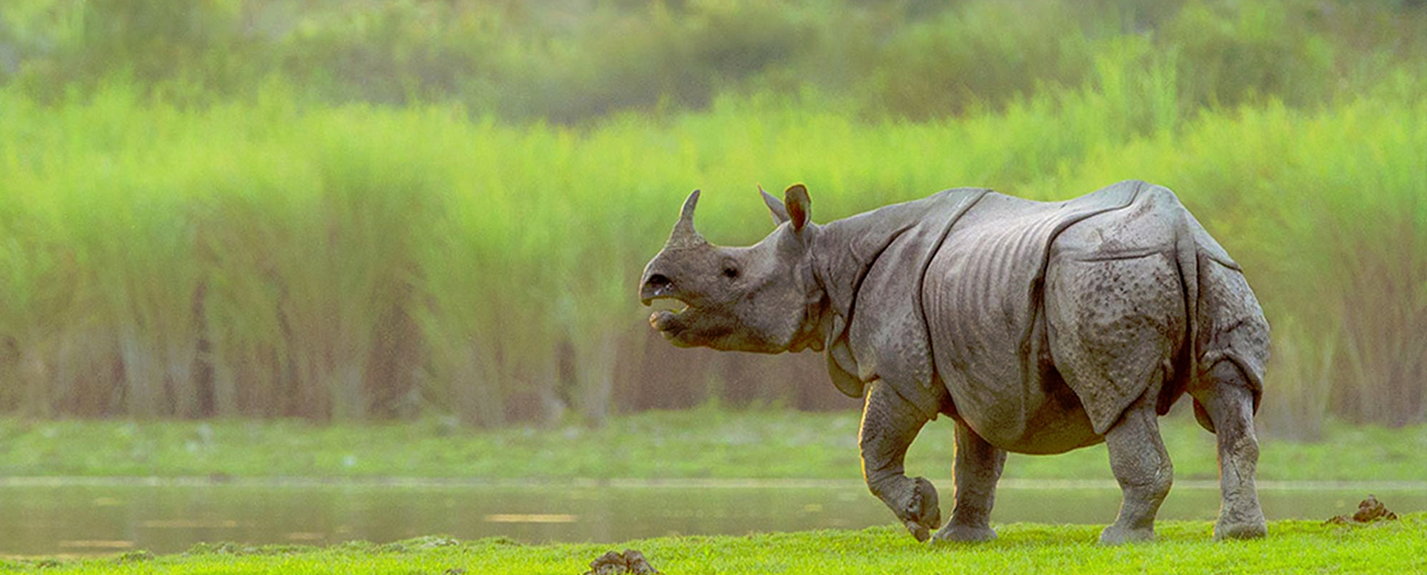 Asom Park Xxx Vedeo - Kaziranga National Park & Tiger Reserve Assam, India