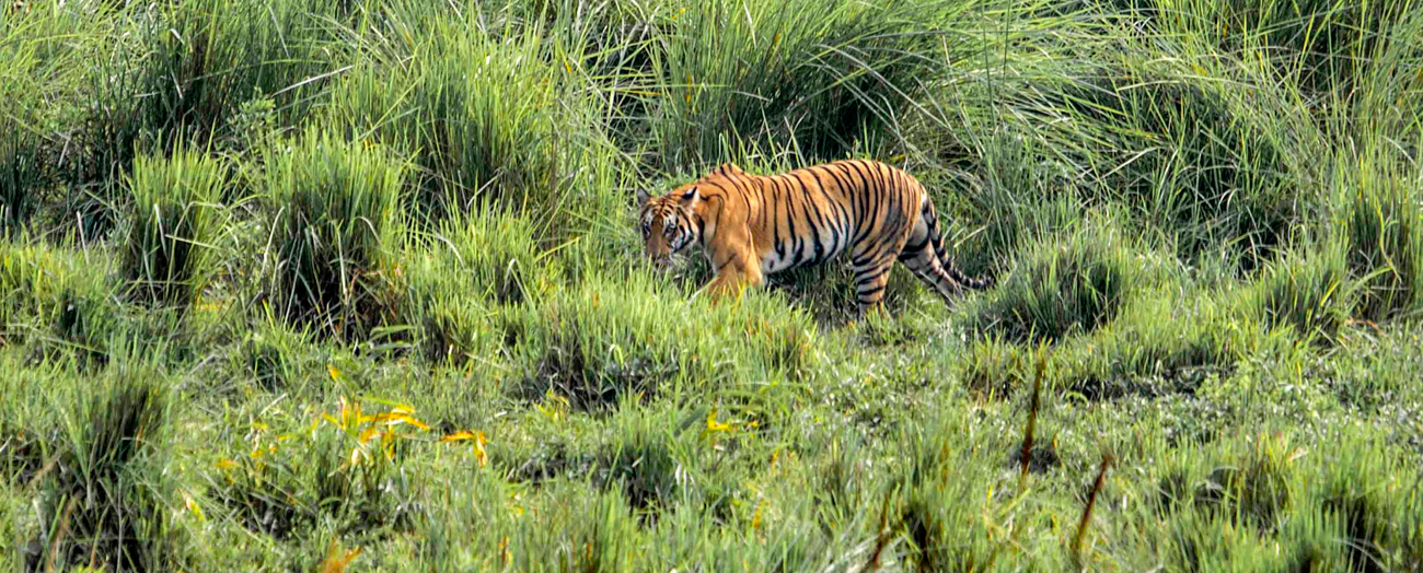 Kaziranga National Park | Jorhat