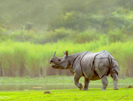 kaziranga tour package from kolkata