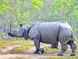 kaziranga tour package from kolkata