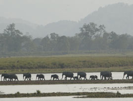 kaziranga tour package from kolkata