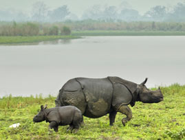 kaziranga tour package from kolkata