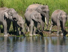 kaziranga tour package from kolkata